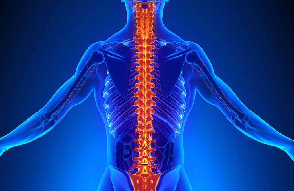 A human spinal column with a focus on the vertebrae, highlighted in orange against a blue silhouette of the human upper body.